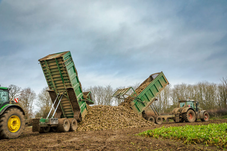 Two Bailey Beeteaper trailers in harvest